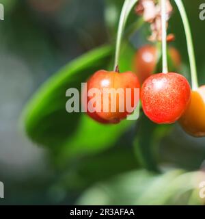 Organische süße Kirsche reift auf dem Kirschbaum aus nächster Nähe, sonniger Tag. Natürlicher, sonniger saisonaler Hintergrund. Stockfoto