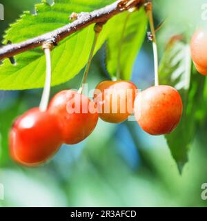 Organische süße Kirsche reift auf dem Kirschbaum aus nächster Nähe, sonniger Tag. Natürlicher, sonniger saisonaler Hintergrund. Stockfoto