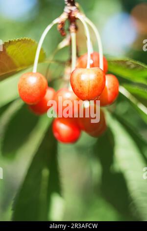 Organische süße Kirsche reift auf dem Kirschbaum aus nächster Nähe, sonniger Tag. Natürlicher, sonniger saisonaler Hintergrund. Stockfoto