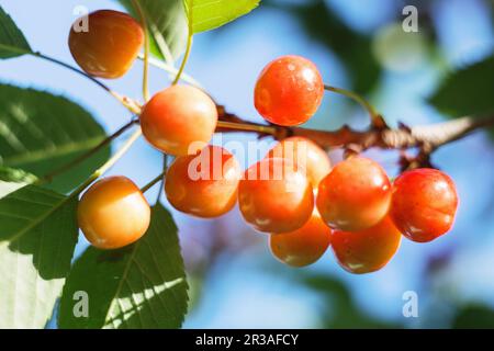 Organische süße Kirsche reift auf dem Kirschbaum aus nächster Nähe, sonniger Tag. Natürlicher, sonniger saisonaler Hintergrund. Stockfoto