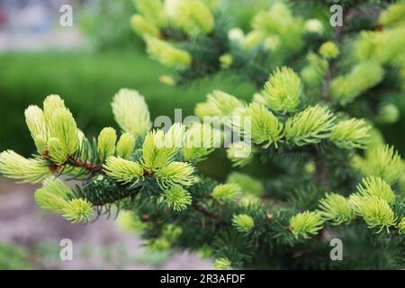 Koniferenbaum mit leuchtend neuen aufsteigenden Nadeln. Hellgrüner Tannenbaum-Ast im Frühling. Wald, Garten, Stockfoto