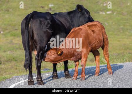 Schwarze Mutter Kuh, die ihr hellbraunes Kalb auf der Straße pflegt, Harris, Insel Harris, Hebriden, Äußere Hebriden, Western Isles, Schottland, Vereinigtes Königreich Stockfoto