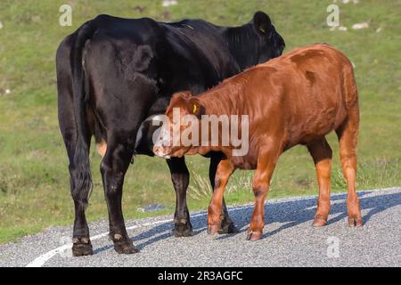 Straße blockiert durch eine schwarze Mutterkuh, die ihr hellbraunes Kalb fütterte, Harris, Äußere Hebriden, Schottland, Vereinigtes Königreich Stockfoto