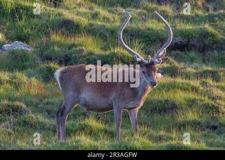 Red Deer Stag in den Highlands bei Twilight, Harris, Isle of Harris, Hebriden, Äußeren Hebriden, Westliche Inseln, Schottland, Vereinigtes Königreich, Großbritannien Stockfoto