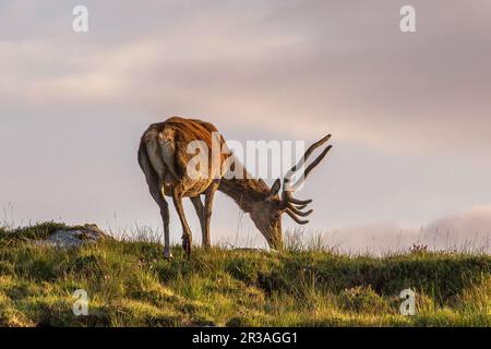 Rotwild-Hirsch grast in den Highlands im goldenen Abendlicht, Harris, Isle of Harris, Äußere Hebriden, westliche Inseln, Schottland, Vereinigtes Königreich Stockfoto