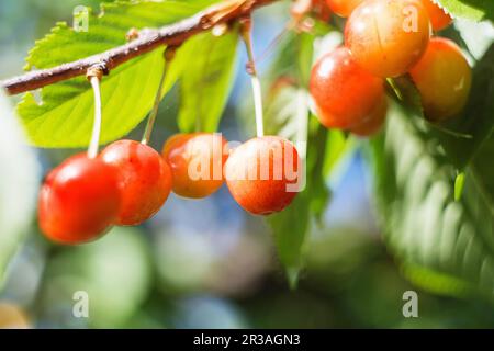 Organische süße Kirsche reift auf dem Kirschbaum aus nächster Nähe, sonniger Tag. Natürlicher, sonniger saisonaler Hintergrund. Stockfoto