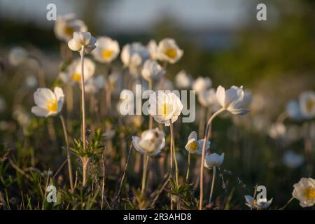 Snowdrop Anemones an der Küste auf der Insel Kassari in der Ostsee. Schneeglöckchen-Windblume. Stockfoto