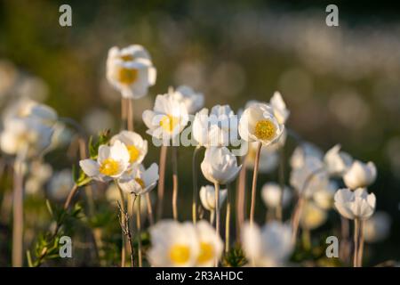 Snowdrop Anemones an der Küste auf der Insel Kassari in der Ostsee. Schneeglöckchen-Windblume. Stockfoto