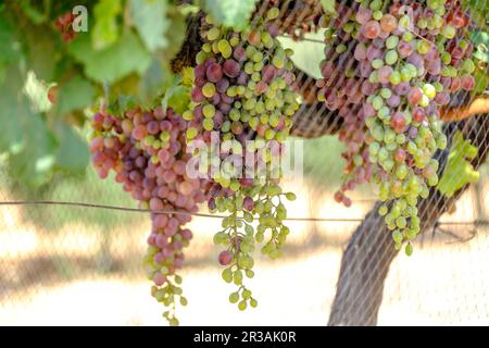 olivar Joven, Campos, Mallorca, balearen, spanien, europa. Stockfoto