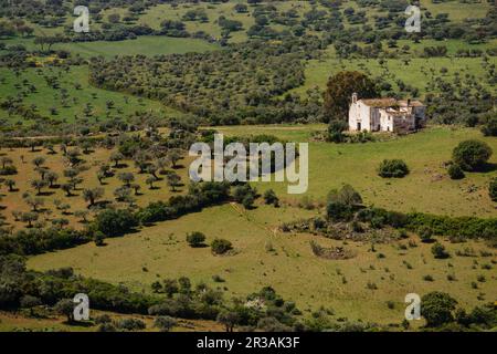 Campo de Olivos, Elvas, Alentejo, Portugal, Europa. Stockfoto