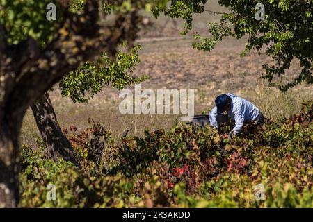 Vendimiando uva Callet, Viña des Pou de Sa Carrera, Celler Mesquida-Mora, Porreres, Mallorca, Balearen, Spanien. Stockfoto