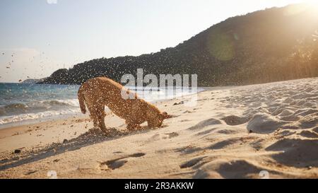 Neugieriger Hund mit Kopf im Sand, der bei Sonnenuntergang ein Loch am wunderschönen Strand gräbt. Stockfoto