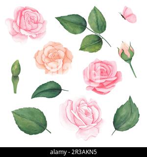 Aquarell-Set aus pastellrosa Pfirsichrosen mit Blättern und Schmetterling. Aquarell rosa Rosen und grüne Blätter. Handgezeichnete Abbildung für Grußkarte Stockfoto