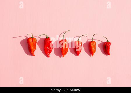 Sechs frische rote Chili-Paprika auf rosafarbener Oberfläche Stockfoto
