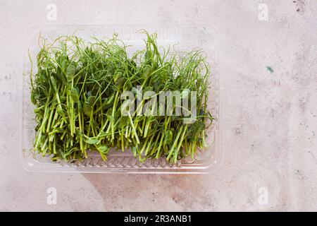 PEA oder Kichererbsen Mikrogrün Sprossen in Kunststoff-Tablett Stockfoto