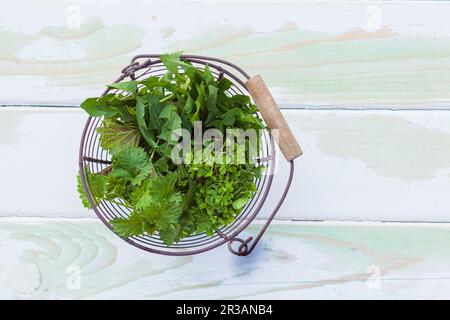 Wilde grüne Kräuter zur Herstellung von Naturheilmitteln Stockfoto