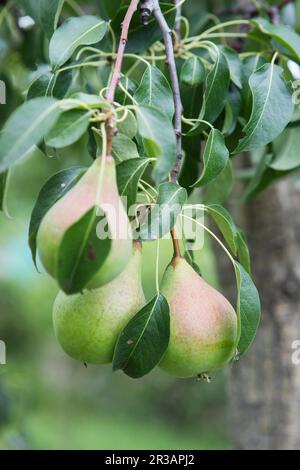 Reifung von Birnen auf einem Baum im Garten des Bauernhofs. Ökologischer Landbau. Reife süße Birnenfrüchte wachsen Stockfoto