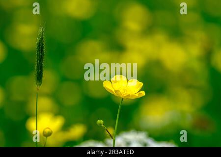 Wilde Frühlingsblumen auf einer isolierten Wiese Stockfoto