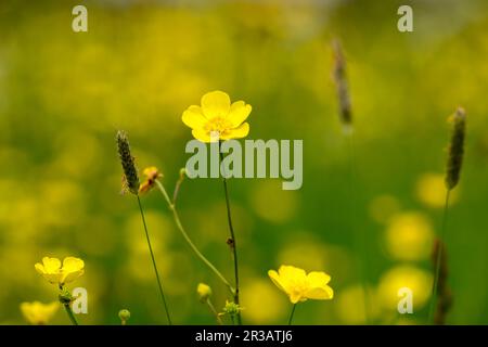 Wilde Frühlingsblumen auf einer isolierten Wiese Stockfoto