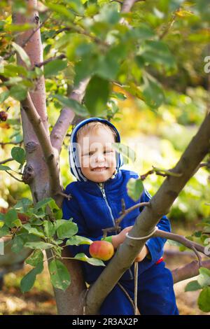 Ein kleiner Junge sitzt auf einem Apfelbaum. Landleben Stockfoto