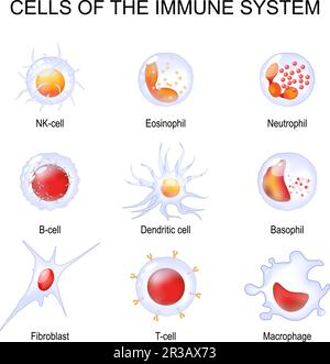 Zellen des Immunsystems. Weiße Blutkörperchen oder Leukozyten Eosinophile, Neutrophile, Basophile, Makrophagen, Fibroblasten, Und dendritische Zelle. Satz Trans. Stock Vektor