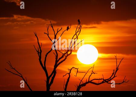 Baum- und Vogelsilhouetten während eines dramatischen Sonnenuntergangs. Foto aufgenommen am 6. Mai 2023, in der Nähe von Charlottenburg, Timis County, Rumänien. Stockfoto