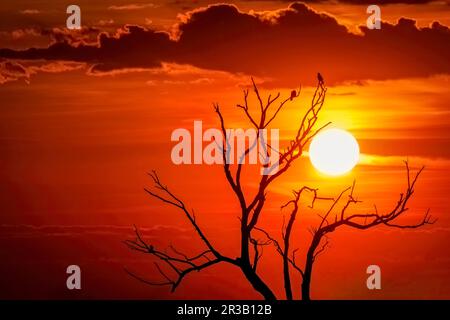 Baum- und Vogelsilhouetten während eines dramatischen Sonnenuntergangs. Foto aufgenommen am 6. Mai 2023, in der Nähe von Charlottenburg, Timis County, Rumänien. Stockfoto