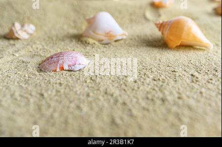 Muscheln und Sterne im Sand. Stockfoto