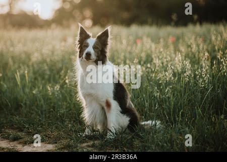Border-Collie Hund sitzt im Feld bei Sonnenuntergang Stockfoto
