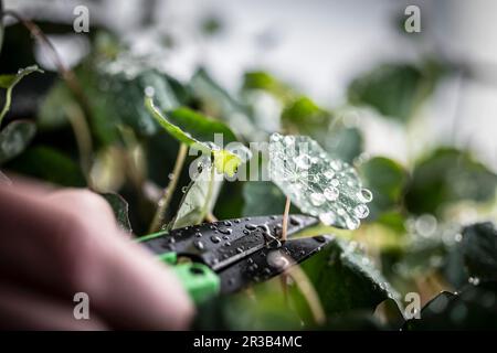 Kapuzinerkresse Stockfoto