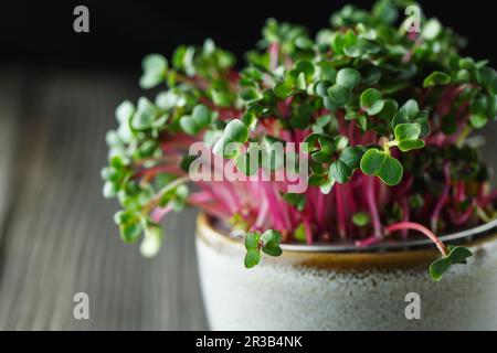 Nahaufnahme von Rettich-Microgreens - grüne Blätter und violette Stiele. Keimende Mikrogrüner. Saatgutkeimstoff Stockfoto