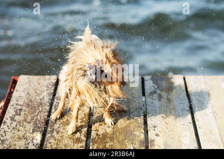 Pommersche Hund schüttelt Wasser ab. Pommern schüttelt Wasser aus seinem Fell Stockfoto