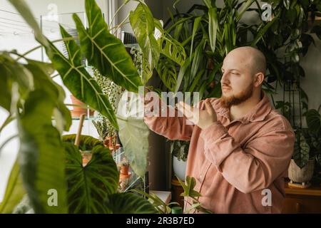 Man kümmert sich um Pflanzen zu Hause Stockfoto