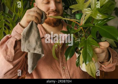 Lächelnder Mann reinigt Blätter von Pflanzen zu Hause Stockfoto