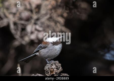 Chickadee mit Kastanienrücken, hoch oben auf einem Pinienzapfen Stockfoto