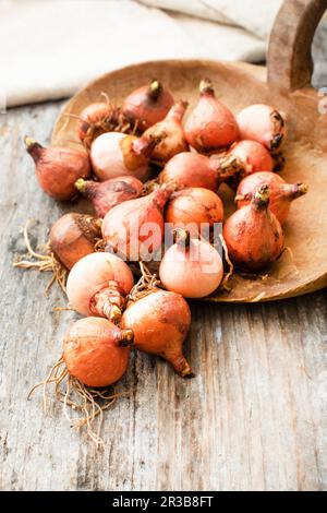 Frische Lampascioni (Traubenhyazinthenzwiebeln), Spezialität aus Apulien Stockfoto