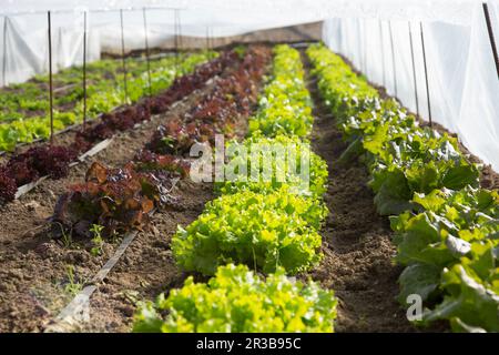 Salat wird in einem Polytunnel angebaut Stockfoto