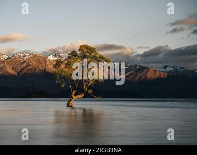 Wunderschöner Baum im Lake Wanaka, aufgenommen bei Sonnenaufgang. Langzeitbelichtung. Reisekonzept, Neuseeland. Stockfoto