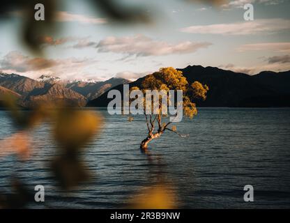 Wunderschöner Baum im Lake Wanaka, aufgenommen bei Sonnenaufgang. Langzeitbelichtung. Reisekonzept, Neuseeland. Stockfoto