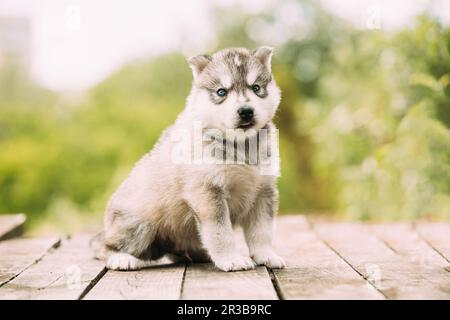 Der vierwöchige Husky-Welpe in weiß-grauer Farbe sitzt auf Holzboden. Stockfoto