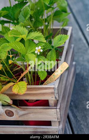 Organische Erdbeeren in einer Holzkiste Stockfoto