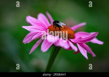 Eine Hummel auf einer Echinacea-Blume Stockfoto