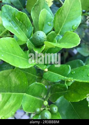 Kaffir-Limetten auf einem Baum Stockfoto