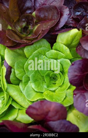 Verschiedene Salate Stockfoto