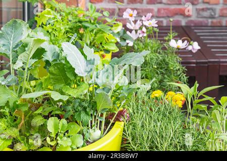 Grüne Kräuter im Balkongarten Stockfoto