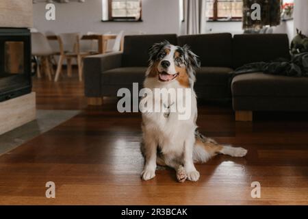 Australian Shepherd sitzt zu Hause auf Hartholzboden Stockfoto