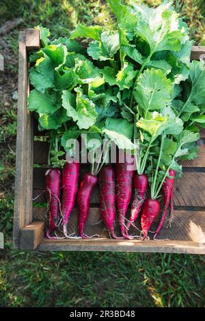 Holzkiste mit frisch geernteten Heilbronn Hills Radieschen Stockfoto