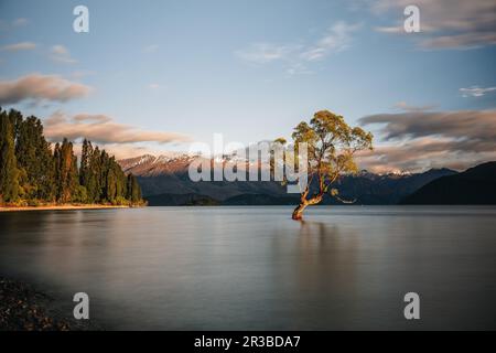 Wunderschöner Baum im Lake Wanaka, aufgenommen bei Sonnenaufgang. Langzeitbelichtung. Reisekonzept, Neuseeland. Stockfoto