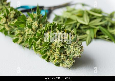 Nahaufnahme der frisch geernteten medizinischen Marijuana Stockfoto