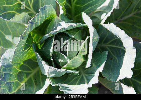 Weißkohl im Garten. Nahaufnahme des frischen Kohls auf dem Erntefeld. Kohl wächst in gard Stockfoto